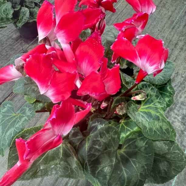 招财猫红色色仙客来品种大型仙客来仙客来品种花量多（不要换盆）