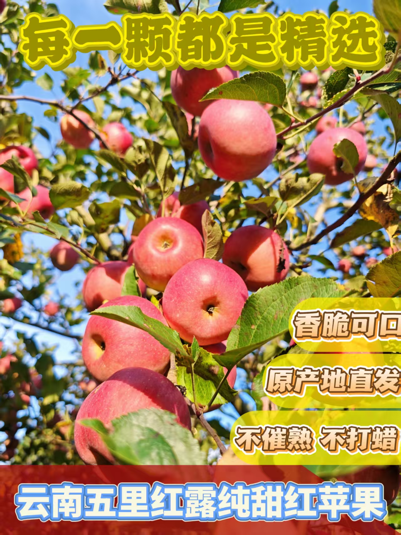 云南高山纯甜红苹果新鲜皮薄肉厚脆甜可口水果