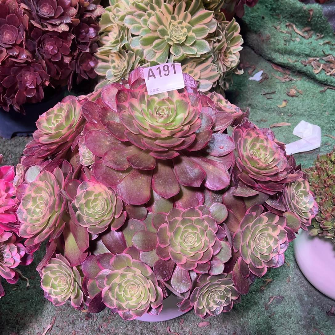 191粉花妖法师多肉