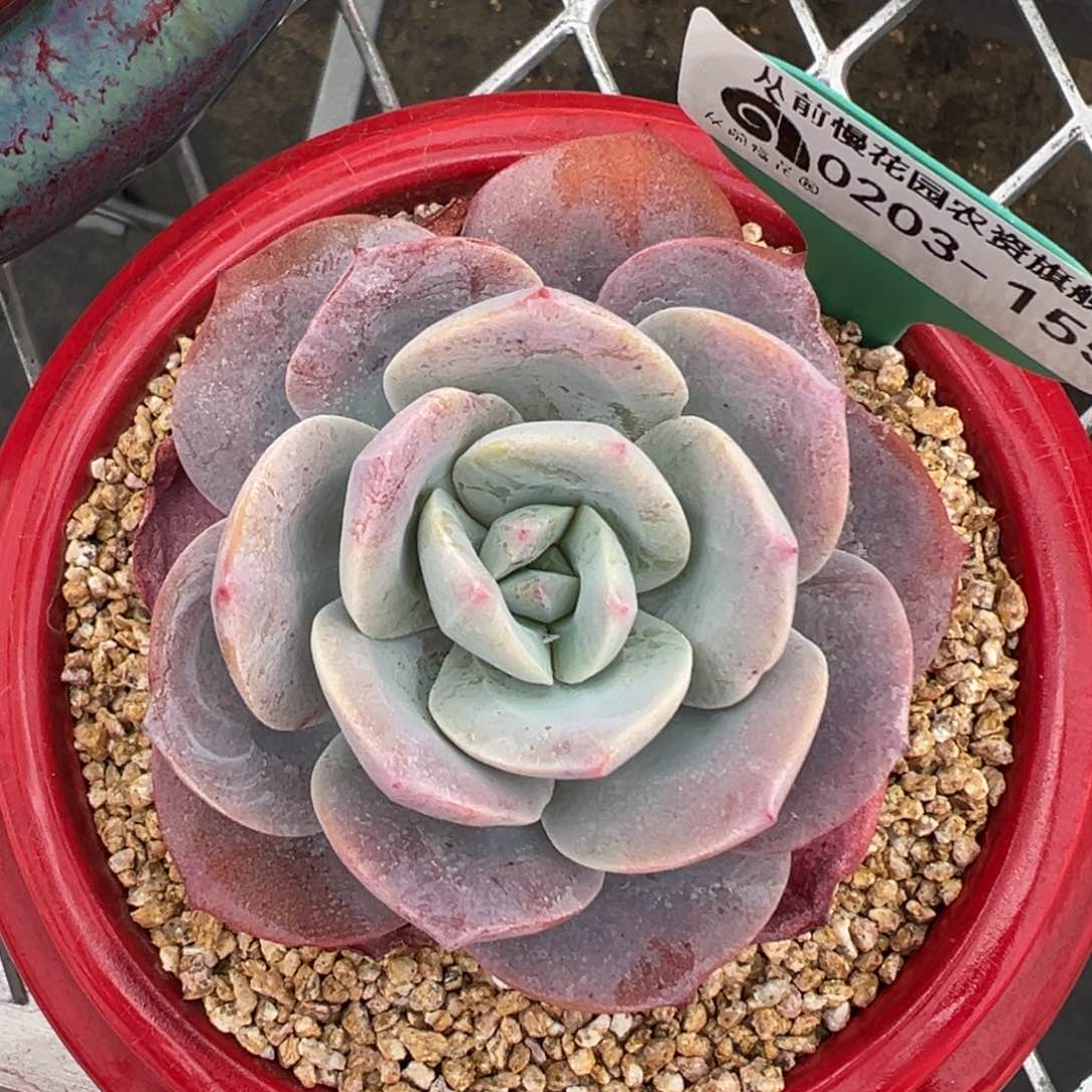 多肉一物一拍0203-155