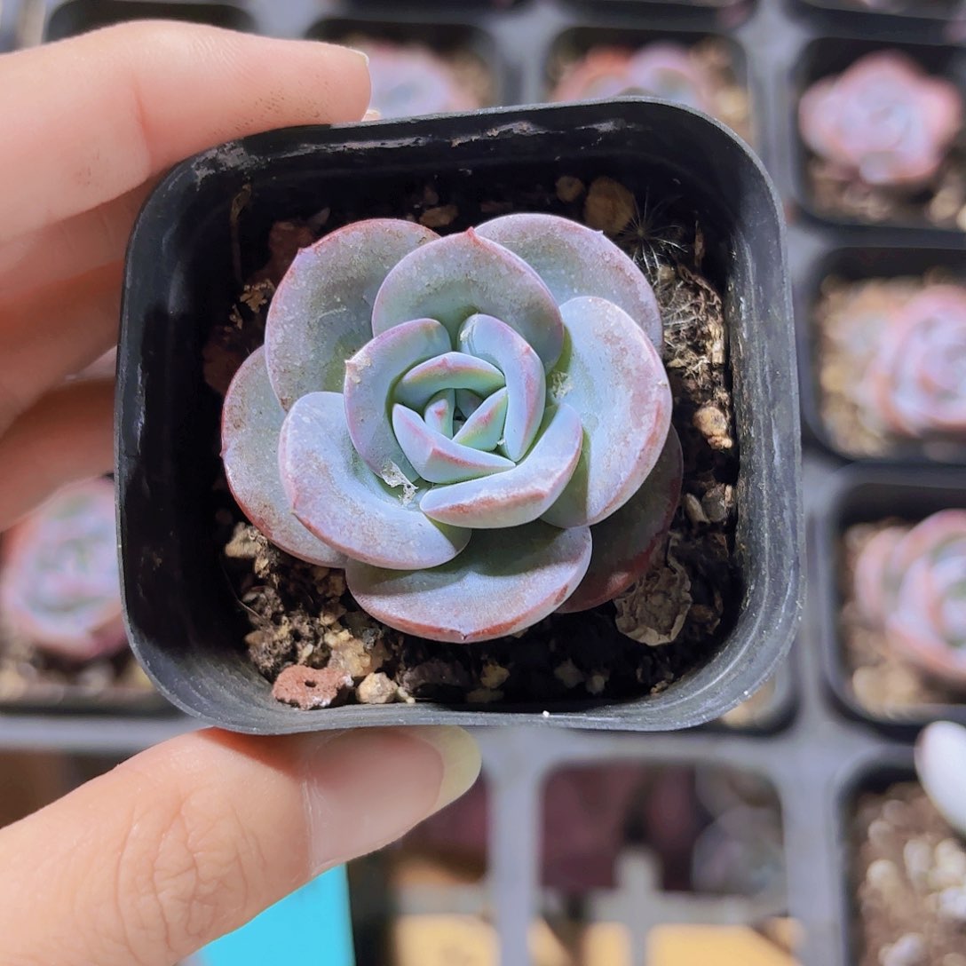 精品布鲁蓝多肉植物