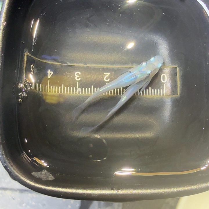 青鳉鱼63号拍品长鳍水滴