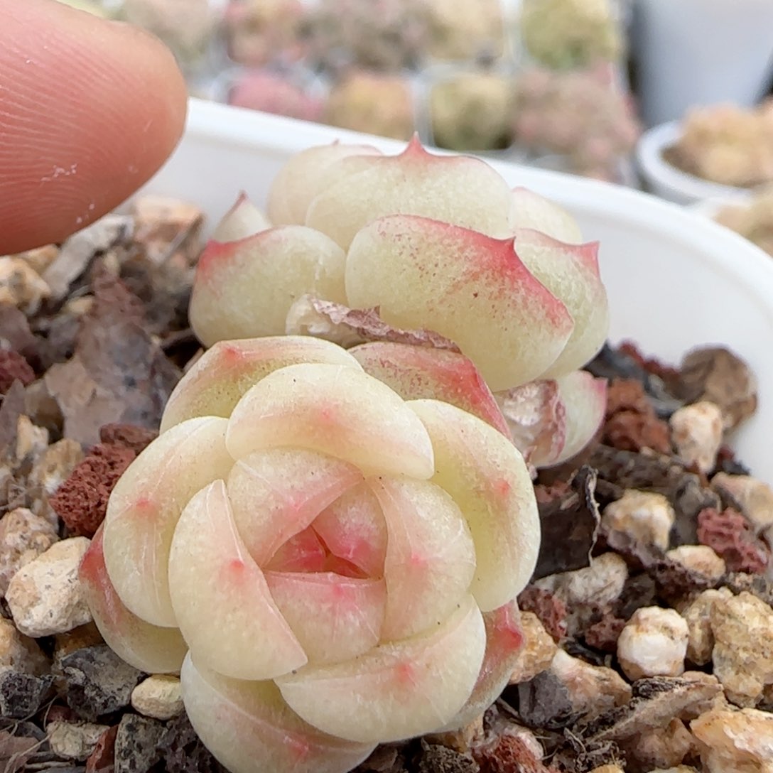 【闪购商品】0130-4糖心福利