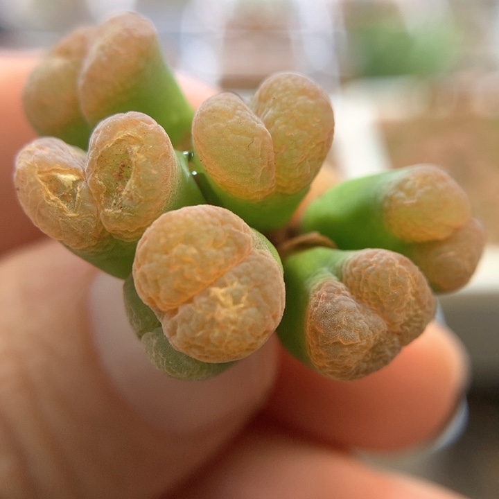 023特特特特 肉锥植物