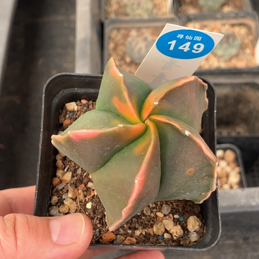 鸾凤玉锦一颗仙人球