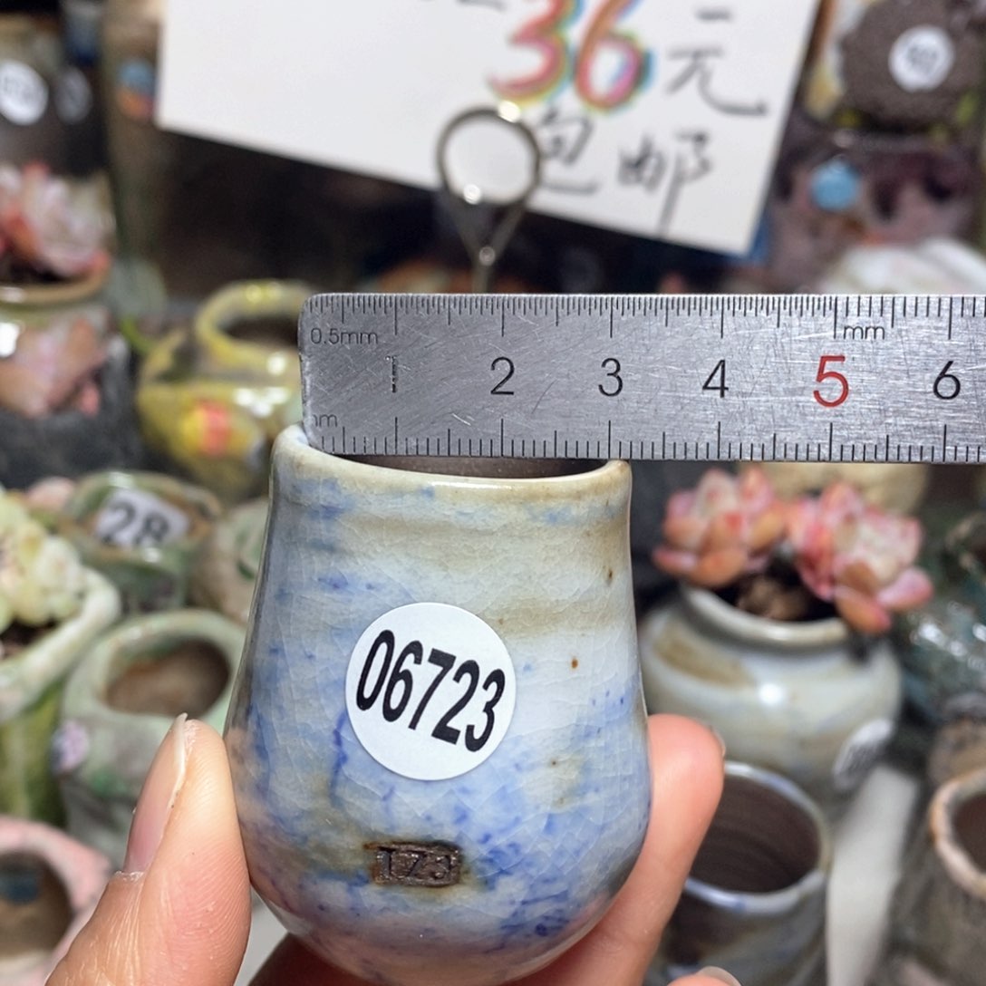 花盆拍5送一个小礼物