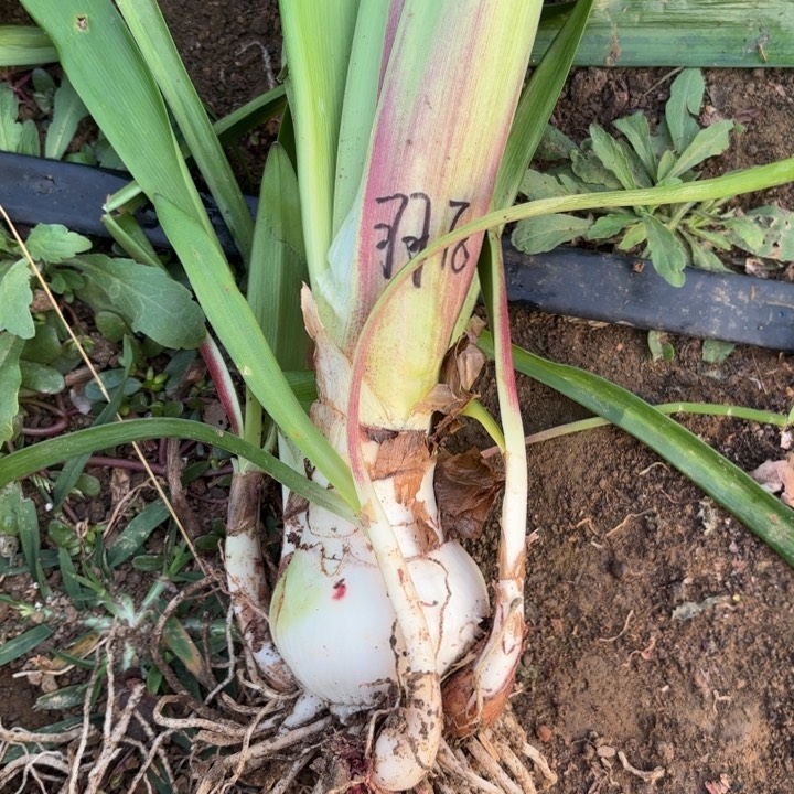 无花朵羽后包对版