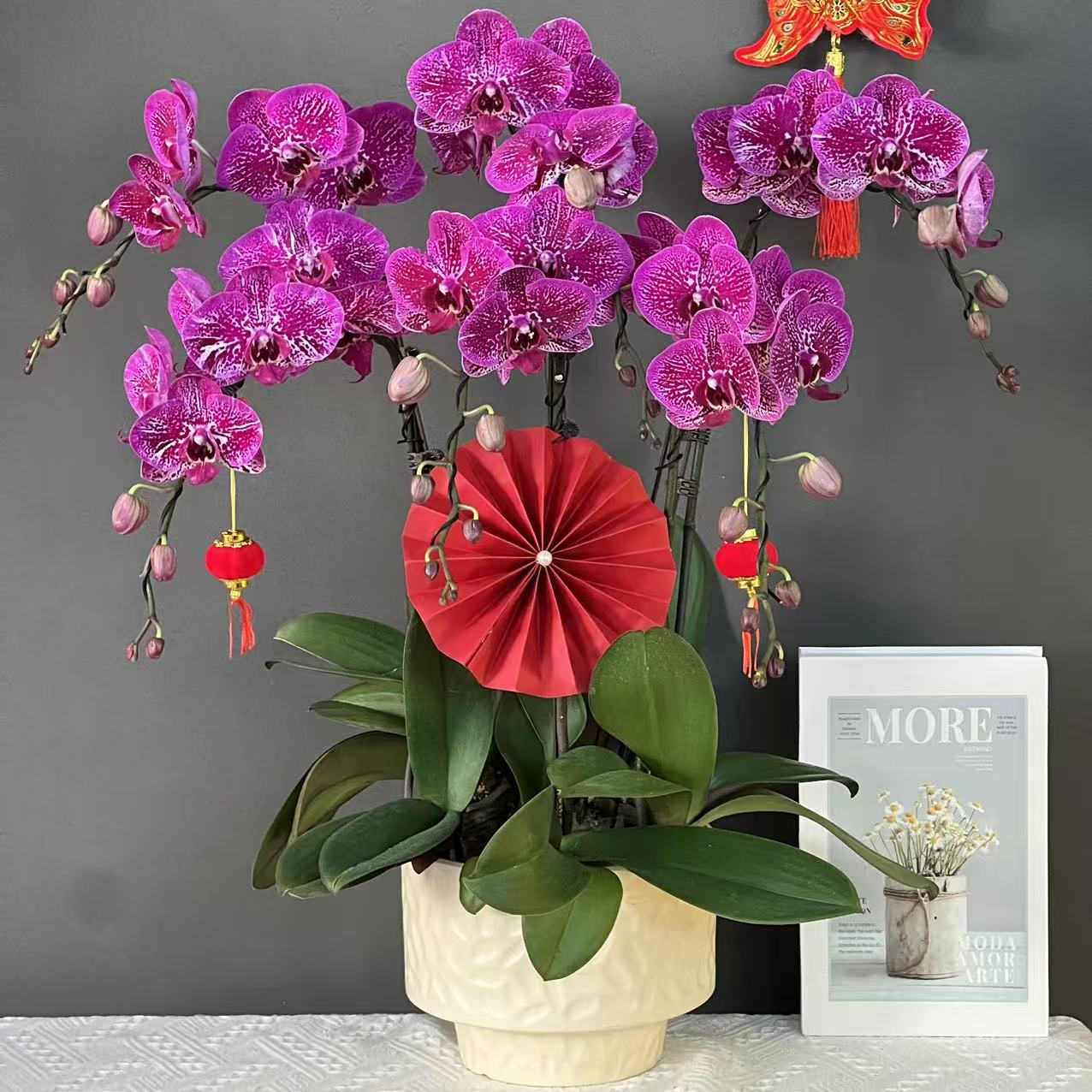 蝴蝶兰（黑美人）黑紫色大花型长花絮好养耐开鲜花高端花卉蝴蝶兰