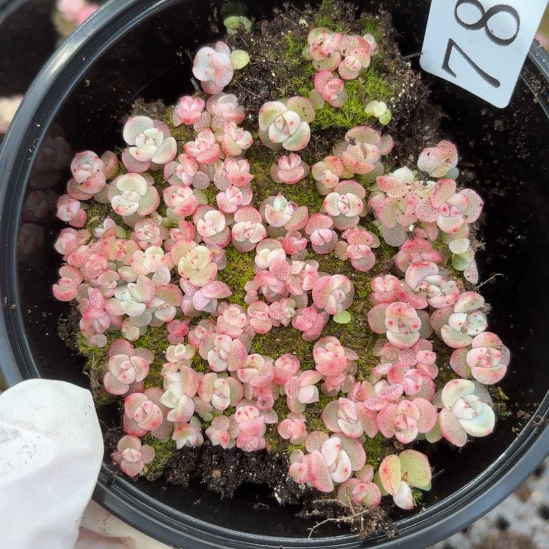 多肉植物多肉植物788