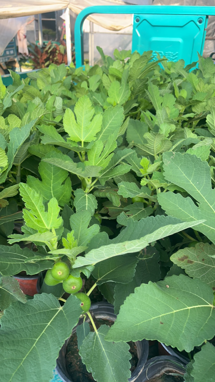 带果发货无花盆栽苗四季南北方可种植盆栽