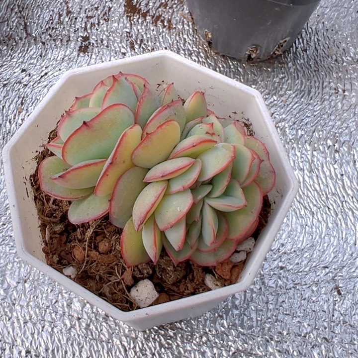 牡丹亭缀化【一物一拍】两单包邮