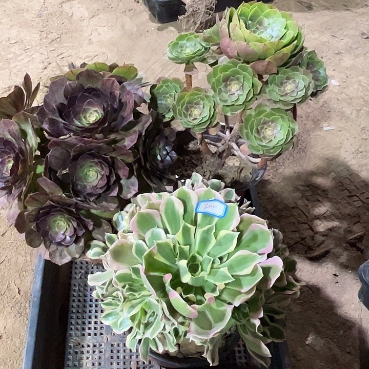 724多肉植物瑕疵特价，