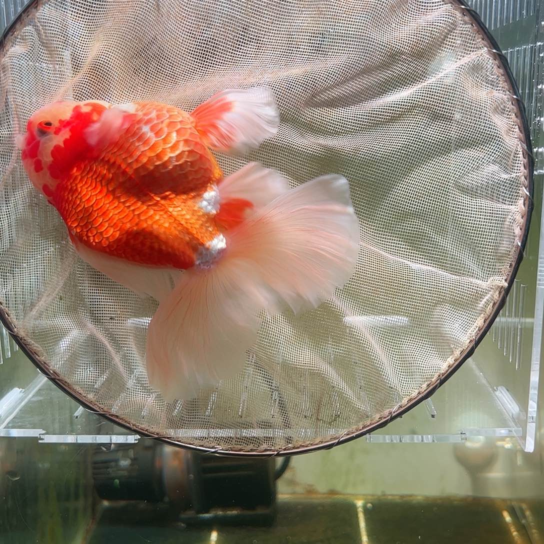 金鱼百褶泰狮亚成30