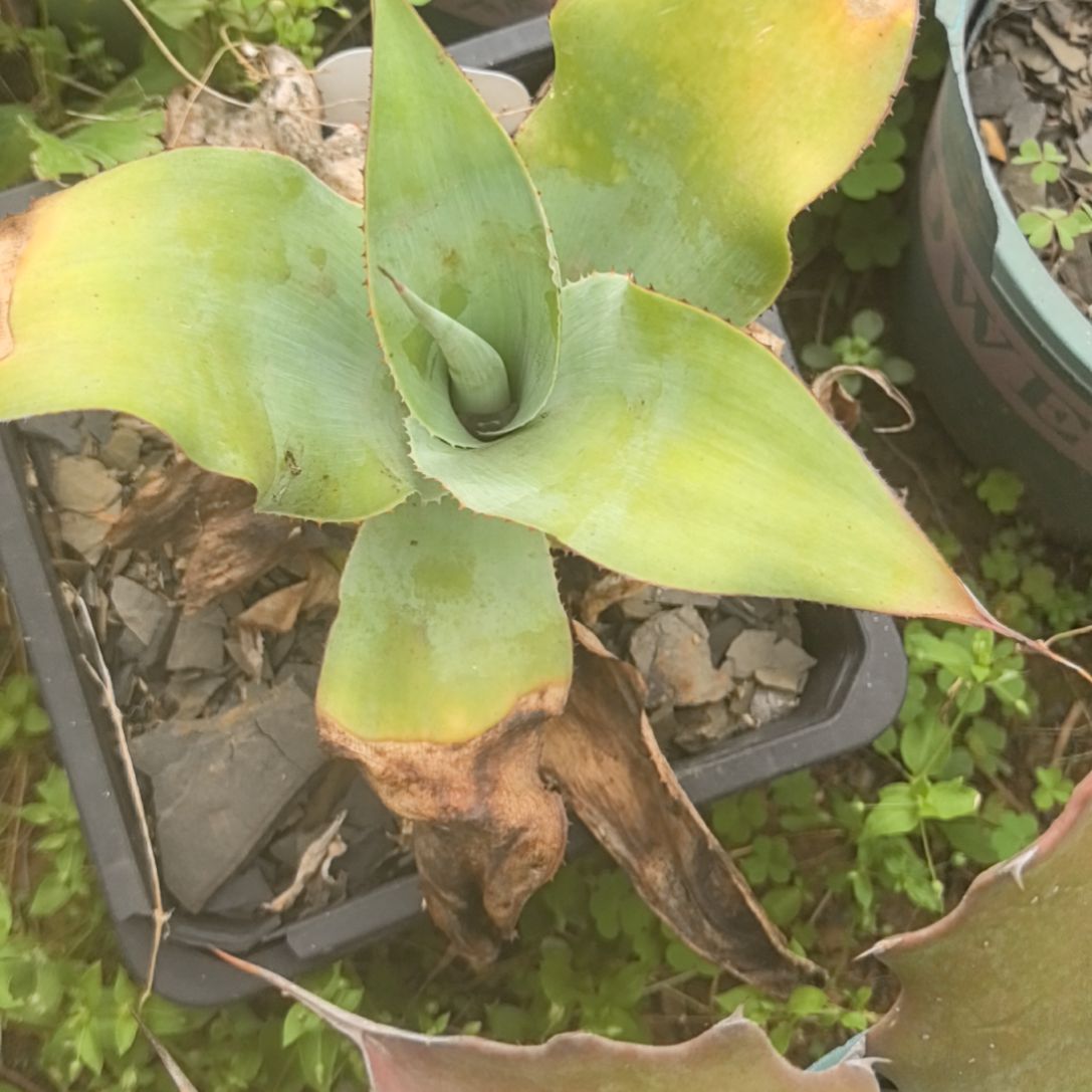 石膏龙12334566888522