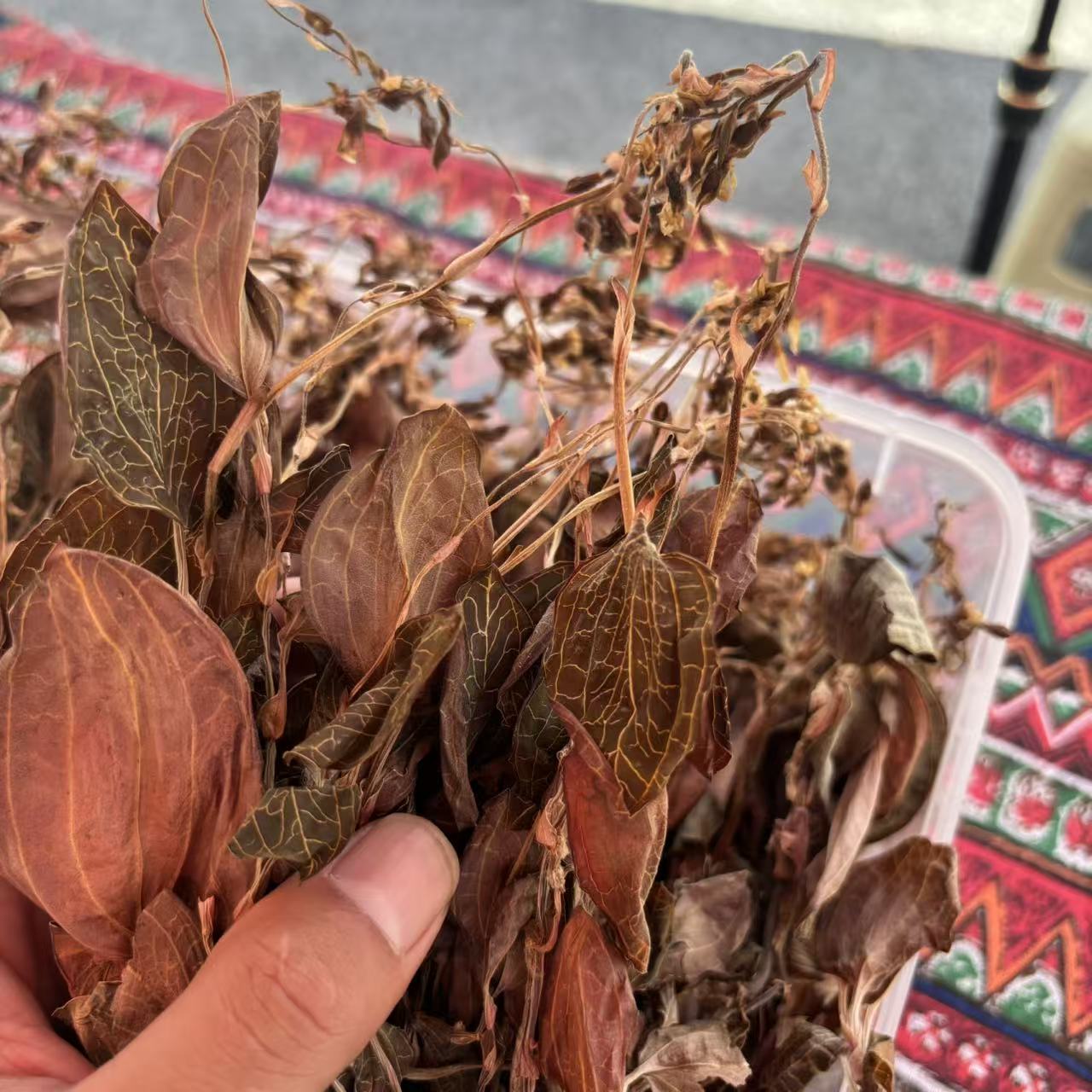 云南下山货 金线莲 带花开花
