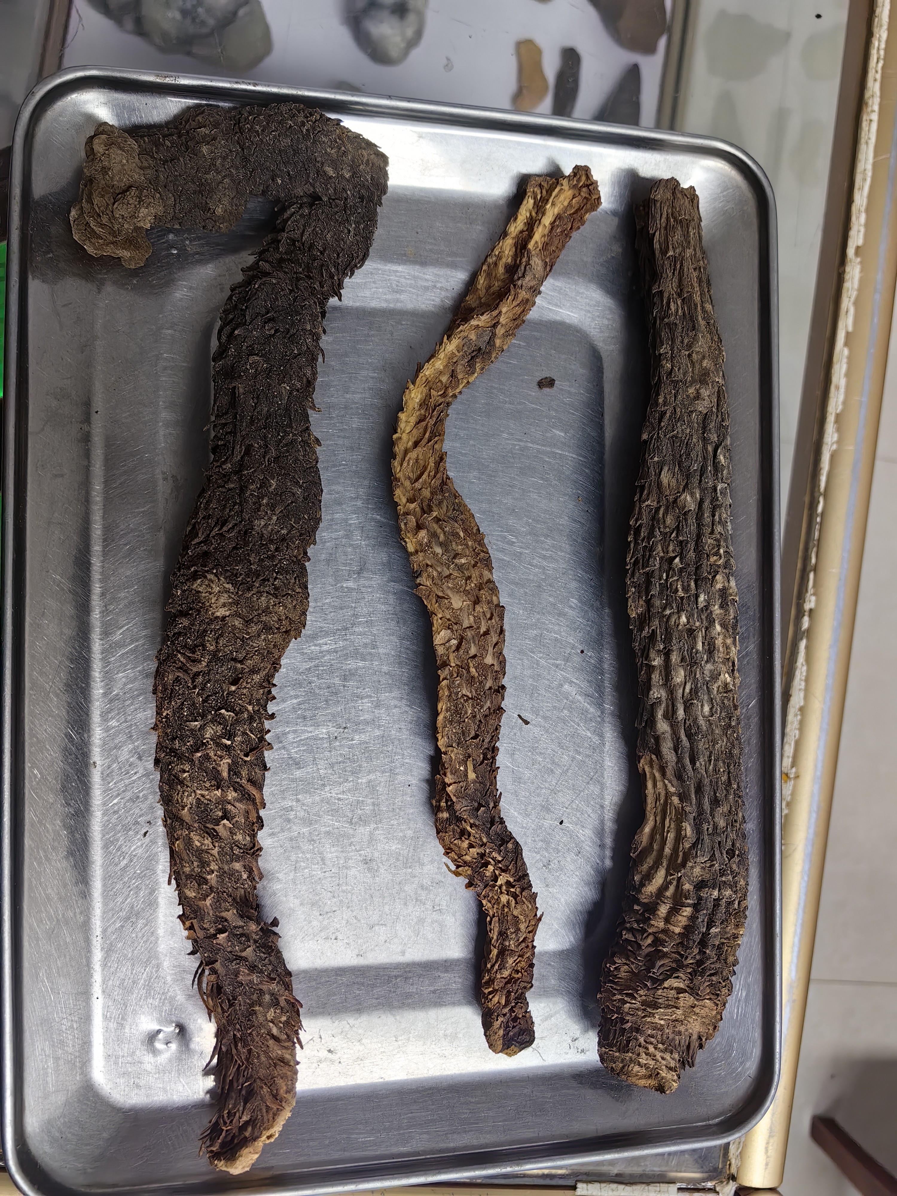 内蒙春季一手货源肉蓉3根到4根一斤