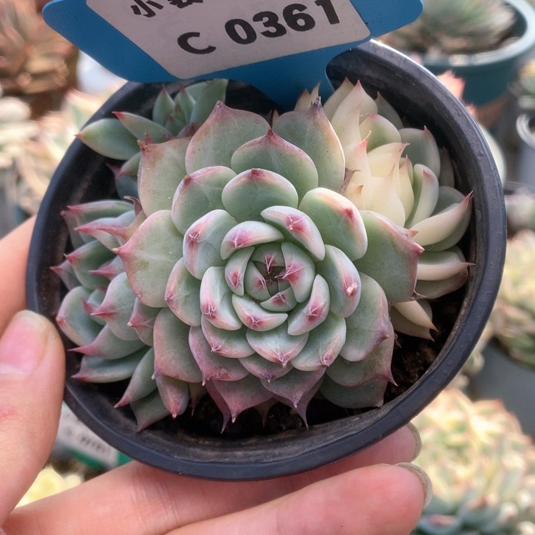 C361锦锦锦锦锦锦锦