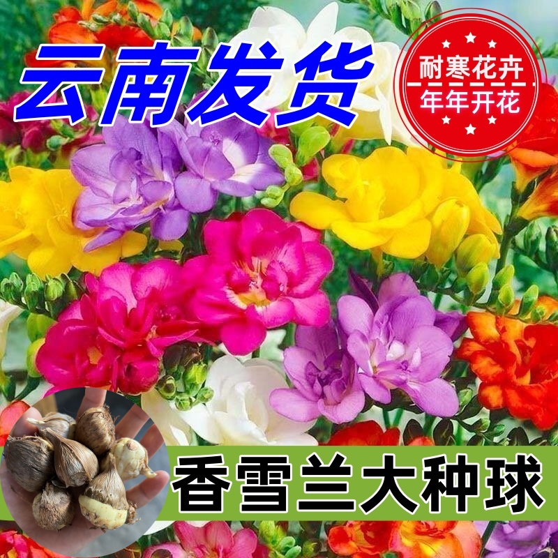 香雪兰小苍兰大种球香水年宵花易活植物盆栽室内外好养活花卉土培