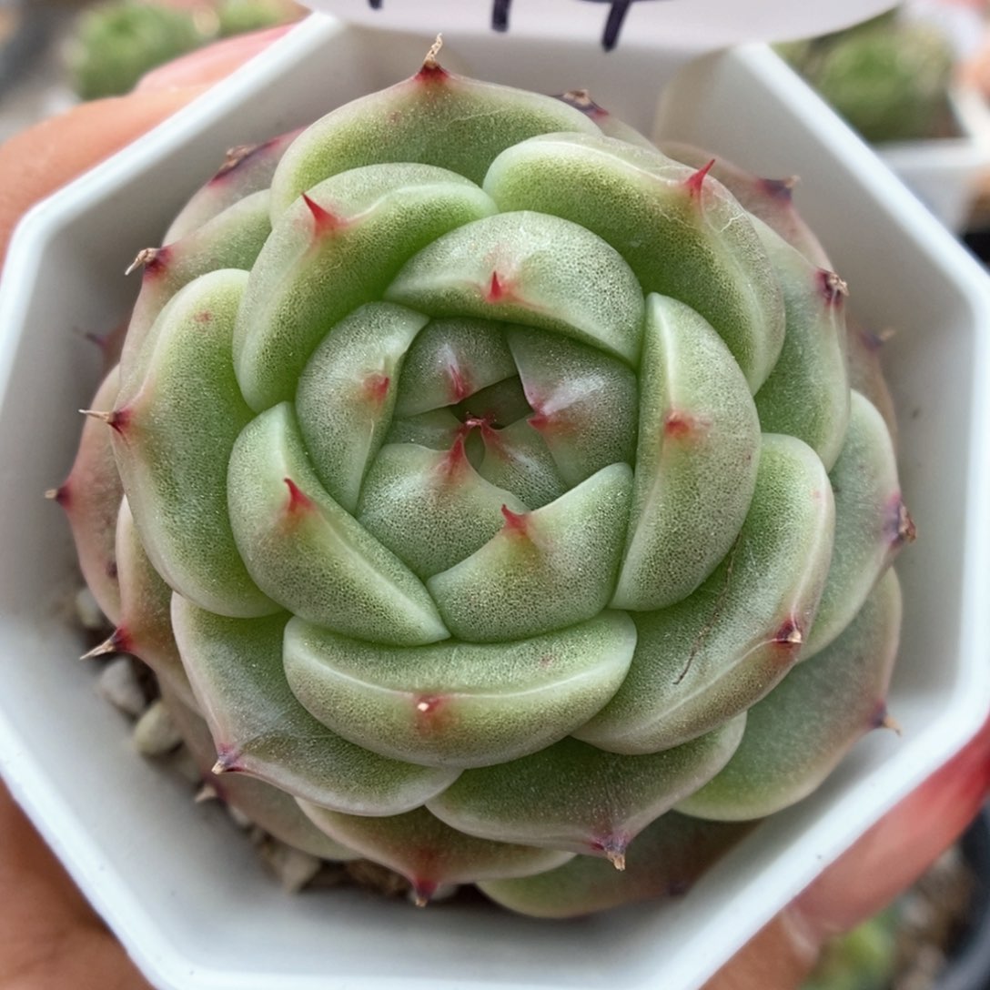 珍妮麦秆可拍994号。