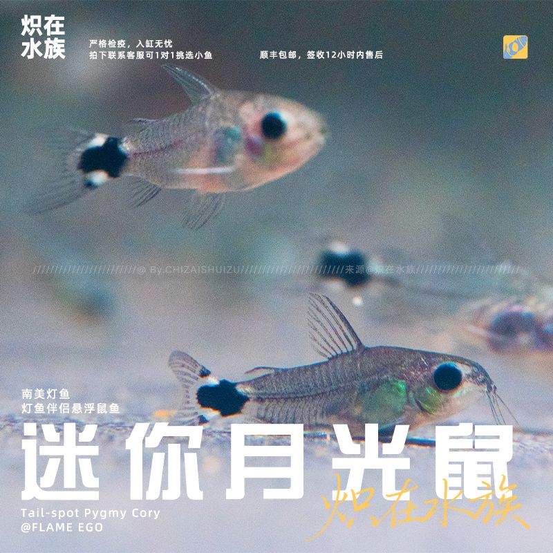 【炽在·顺丰包邮】月光鼠 群游 南美鼠鱼 观赏鱼 热带鱼 宠物