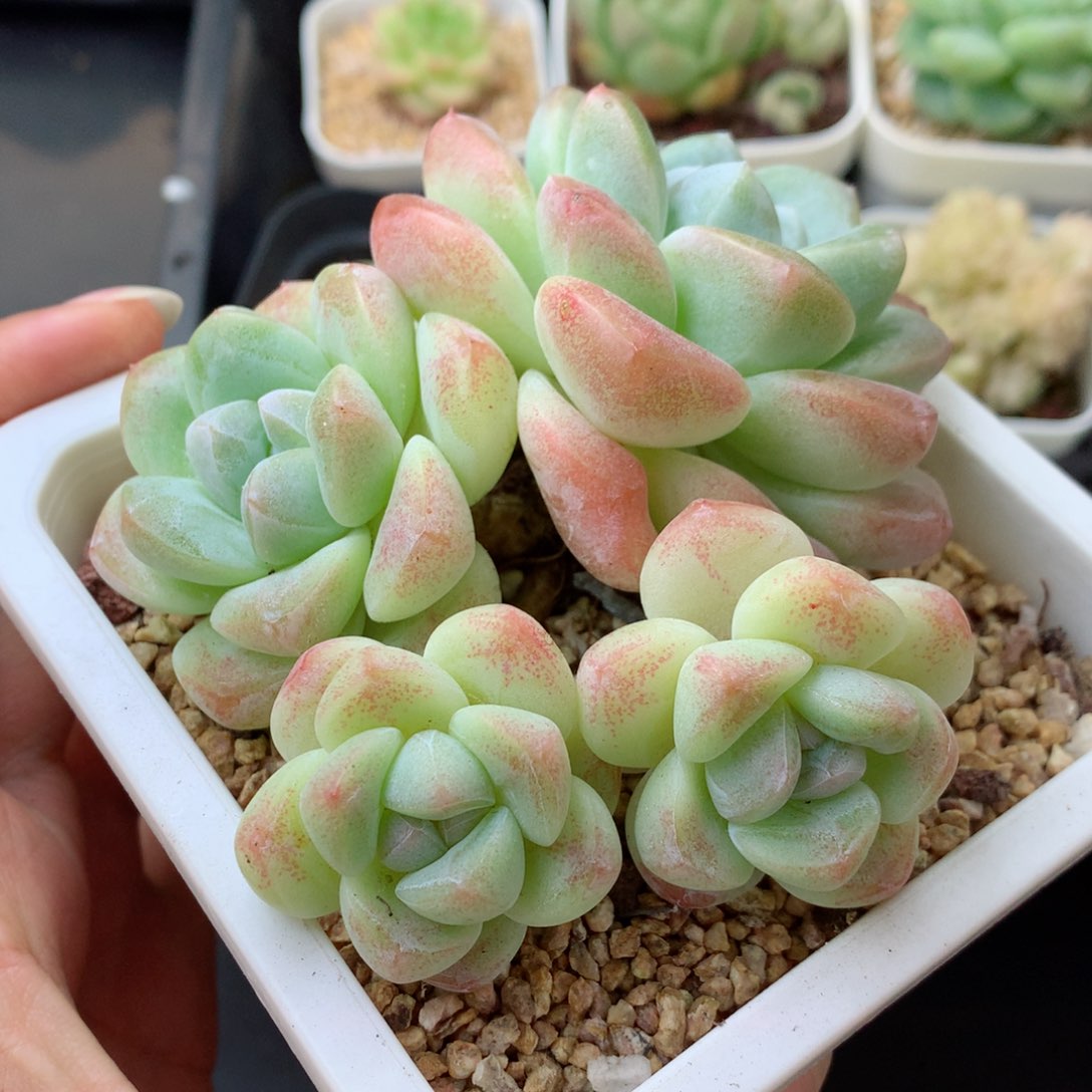 58包邮  群生不包整 87