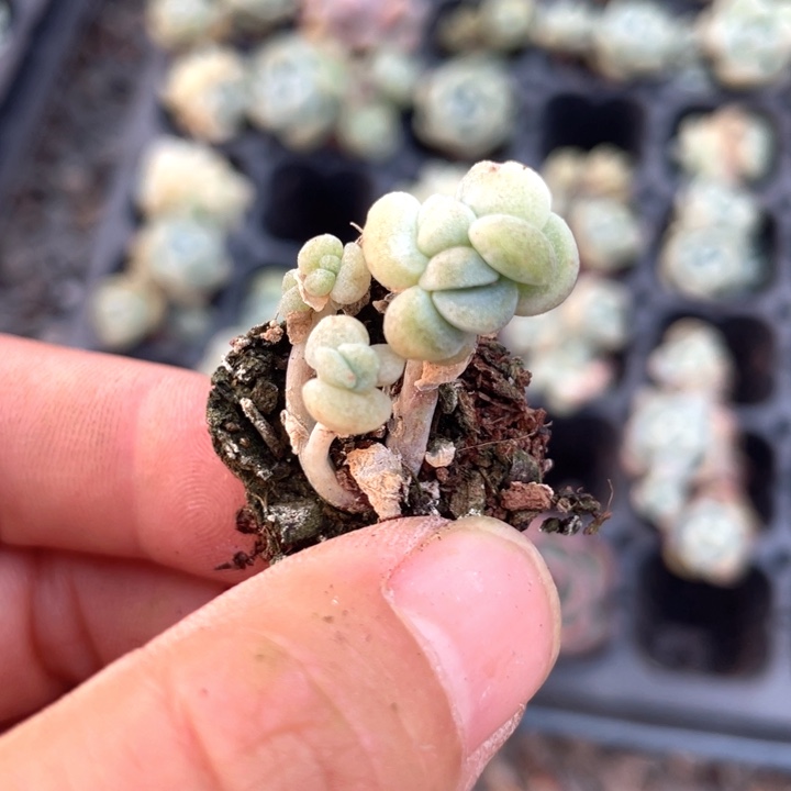 一物一拍石化满18