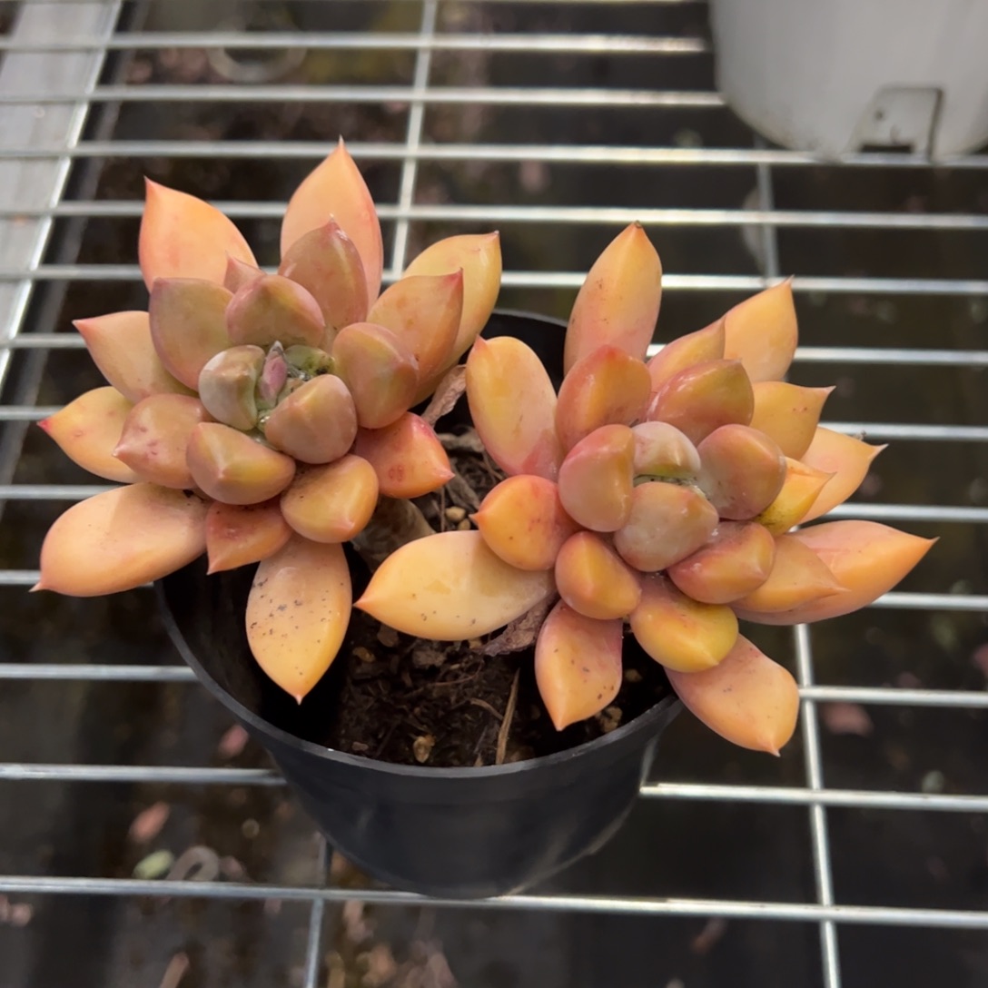 黄金象牙一物一拍2247