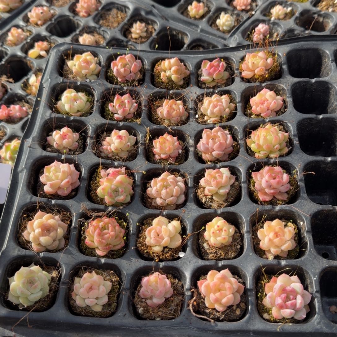 31-7微选育区节日福利小珍妮三十颗带穴盘发货量拍