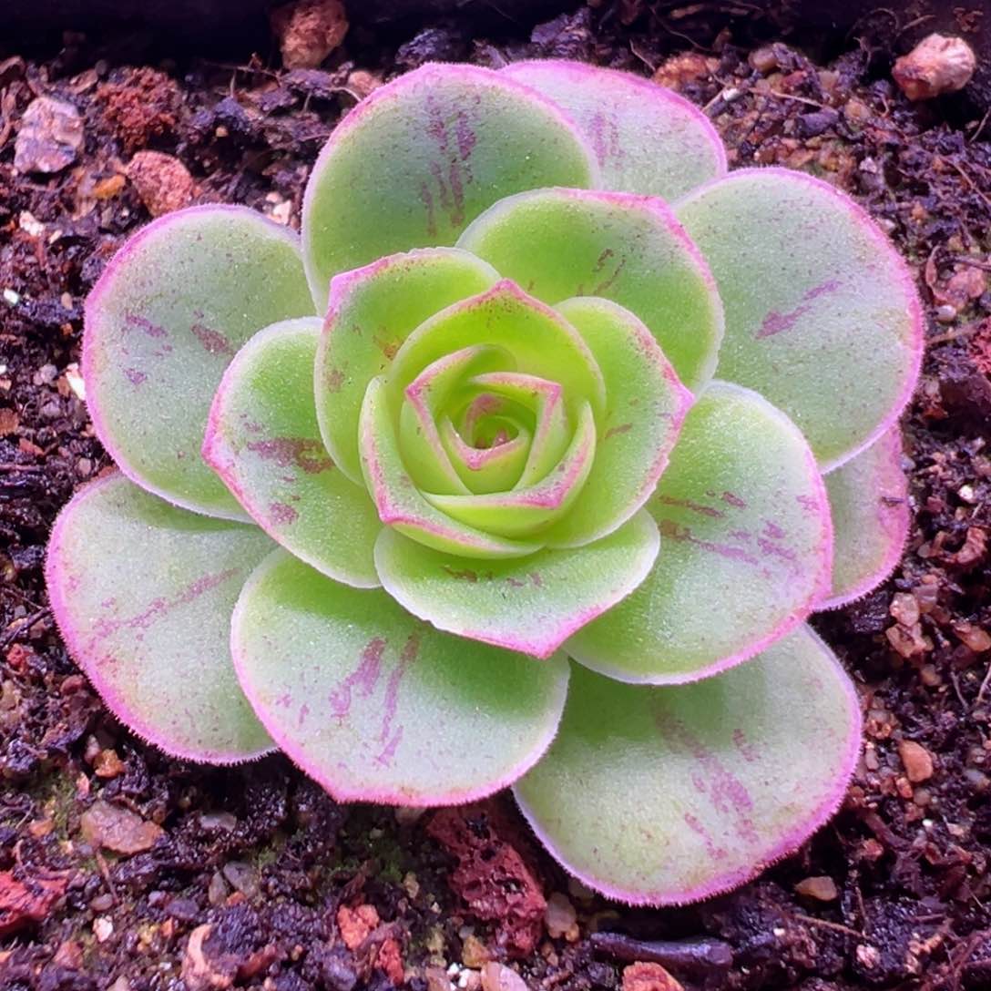 Y747半城玫瑰超圆粉边黄帕