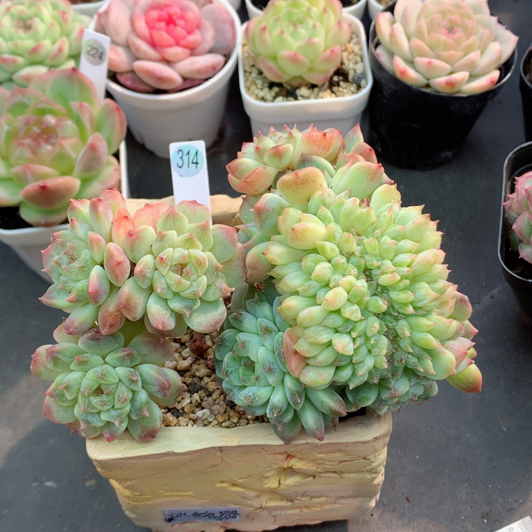 58包邮  群生不包整314