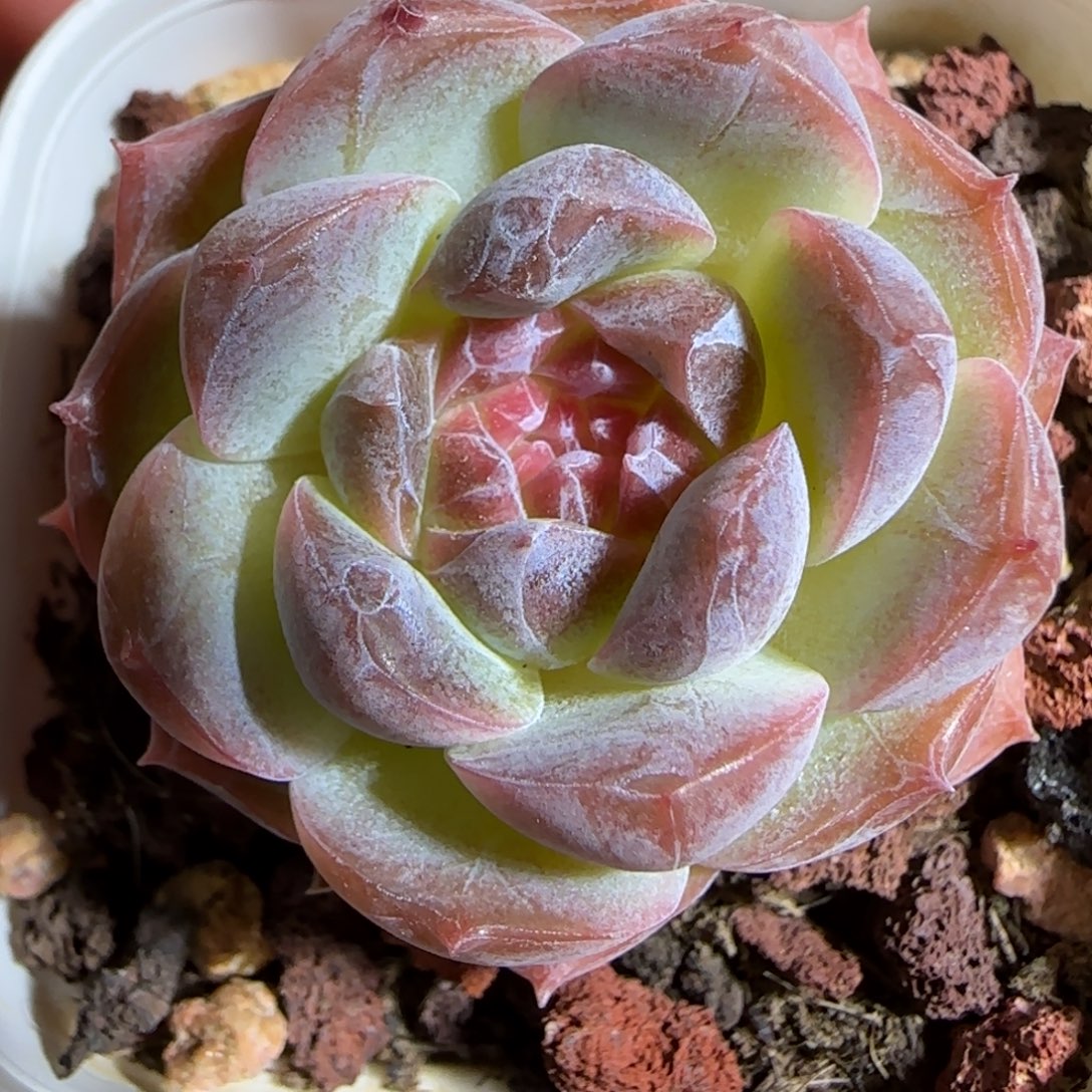 1110-----384樱花梦