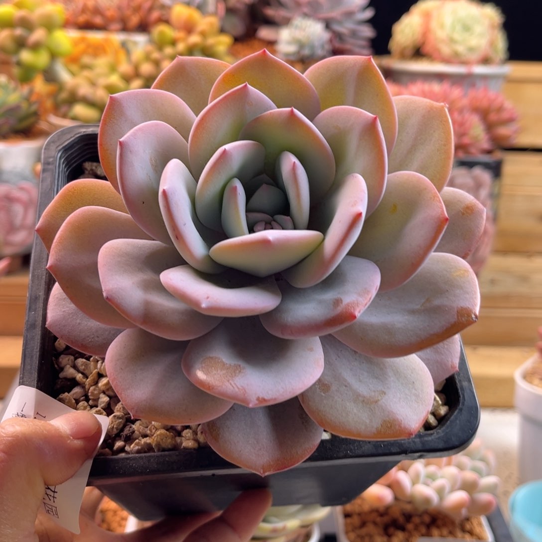 1.13-73奶茶111111122