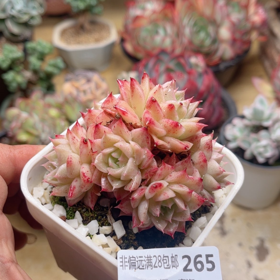 【闪购商品】265麦秆多肉多肉