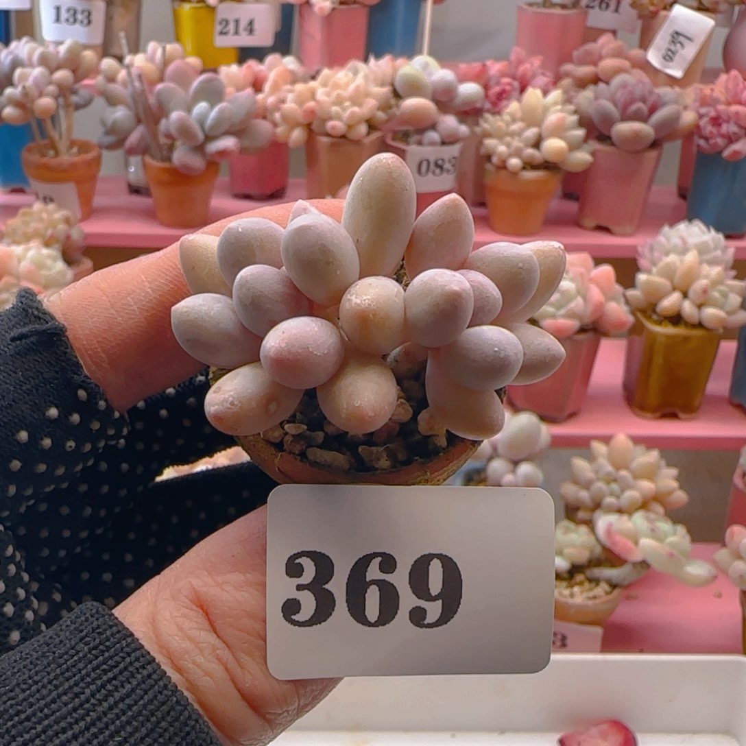 汤圆369 ，带盆土发货，满38包邮非偏远。