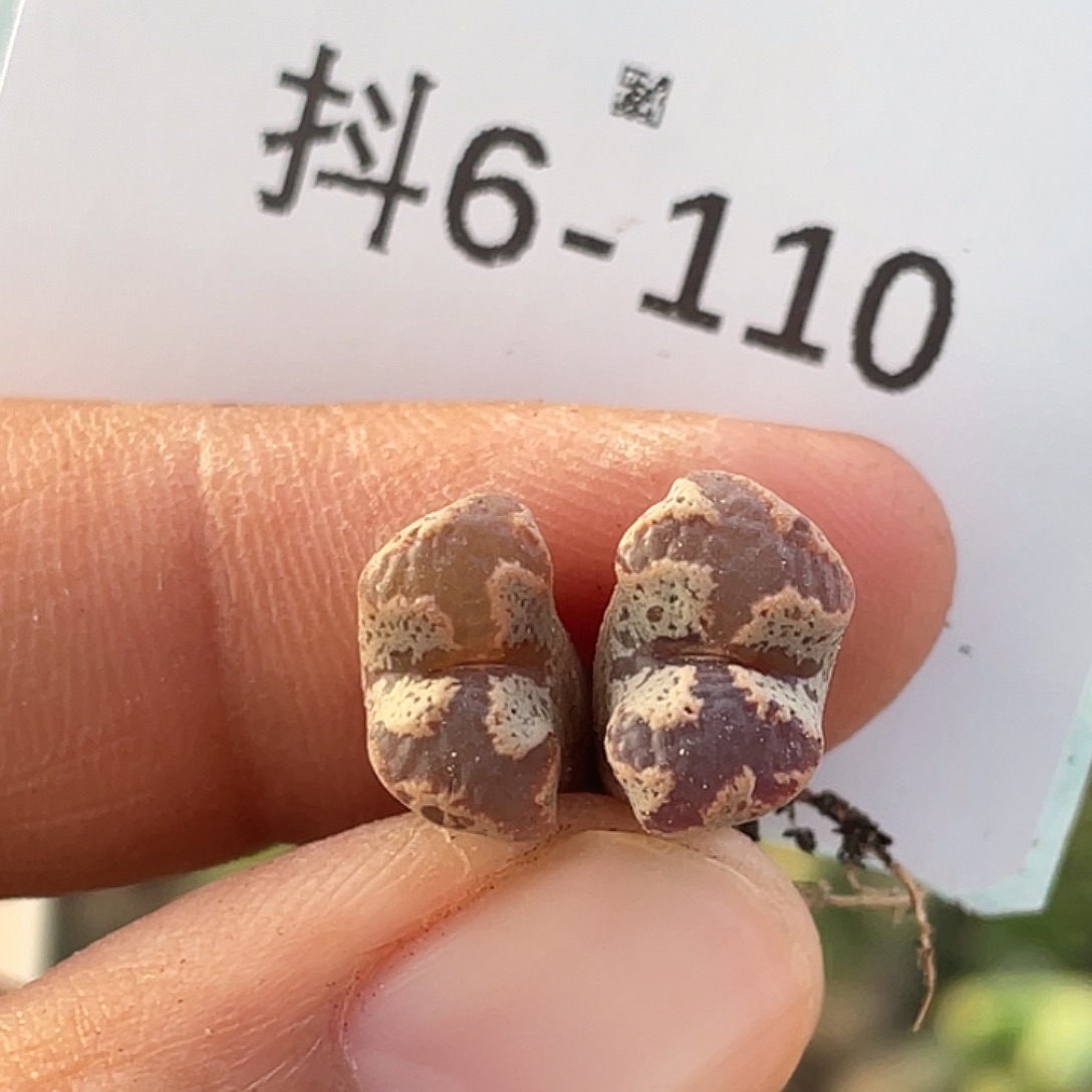 6-110勋章多肉植物