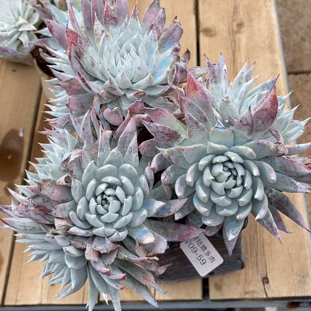 59号法瑞粗腿群漂亮