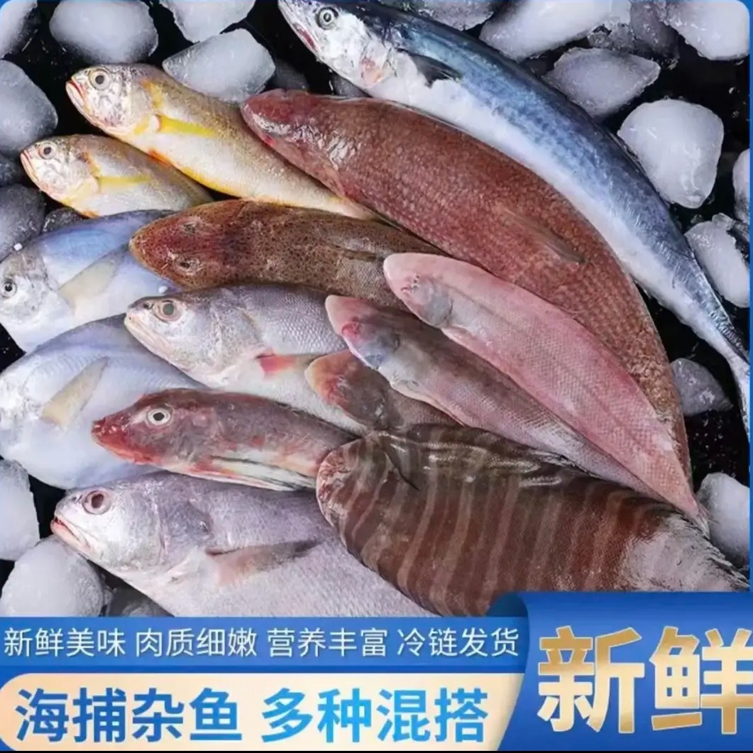 新鲜海捕海杂鱼多种品种美味丰富随机发货