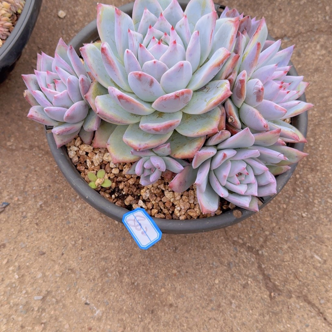 张****802野卡多肉植物的生长发育