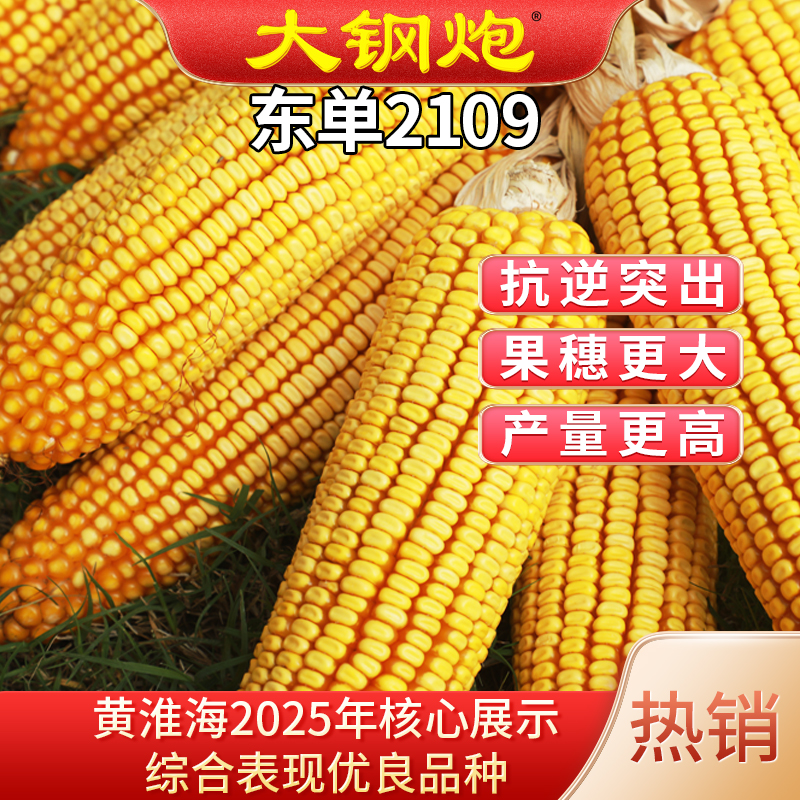 东单2109大钢炮玉米种黄淮海夏播密植大棒适宜机收粮饲通用高淀粉