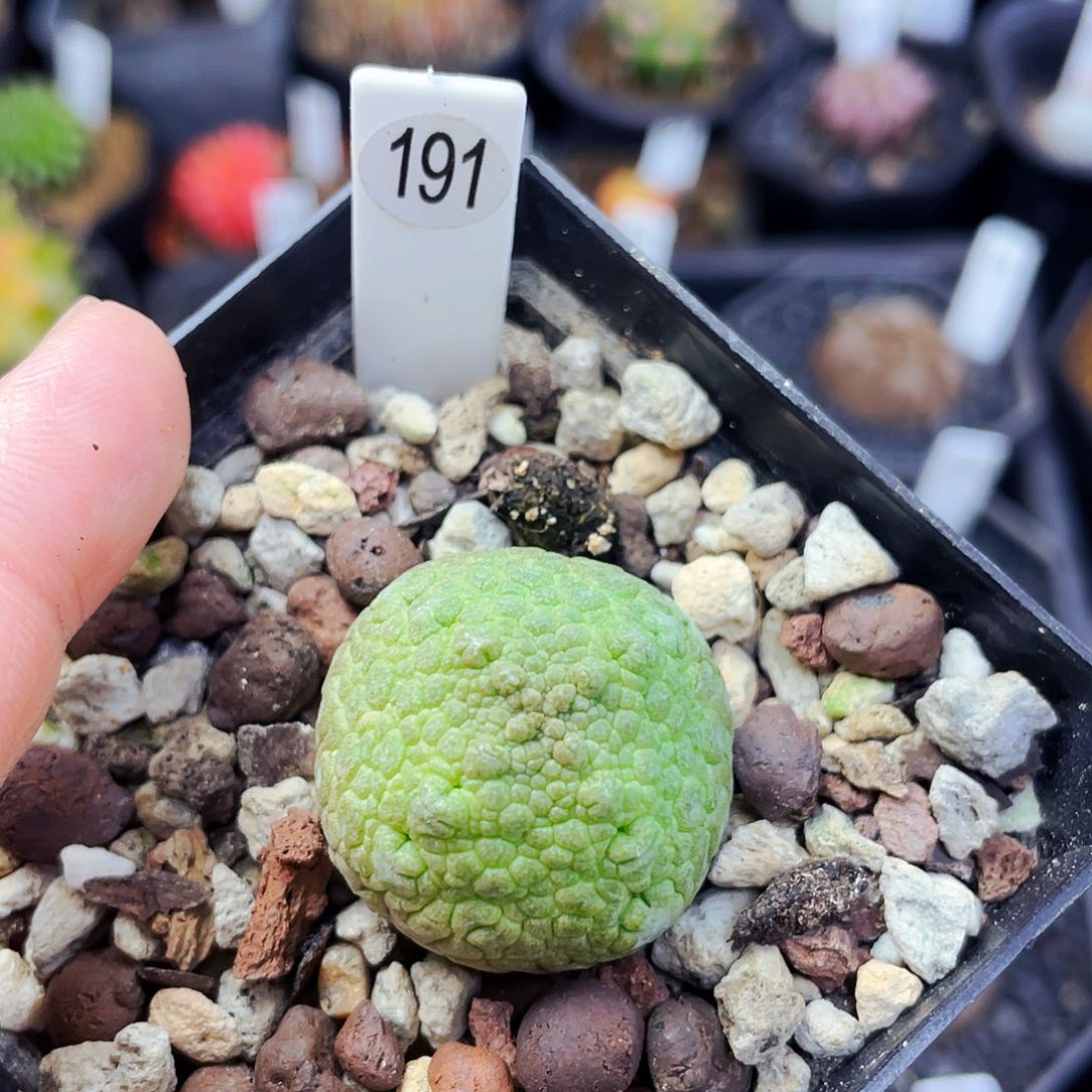 凝蹄玉非偏远地区满 25包邮仙人球