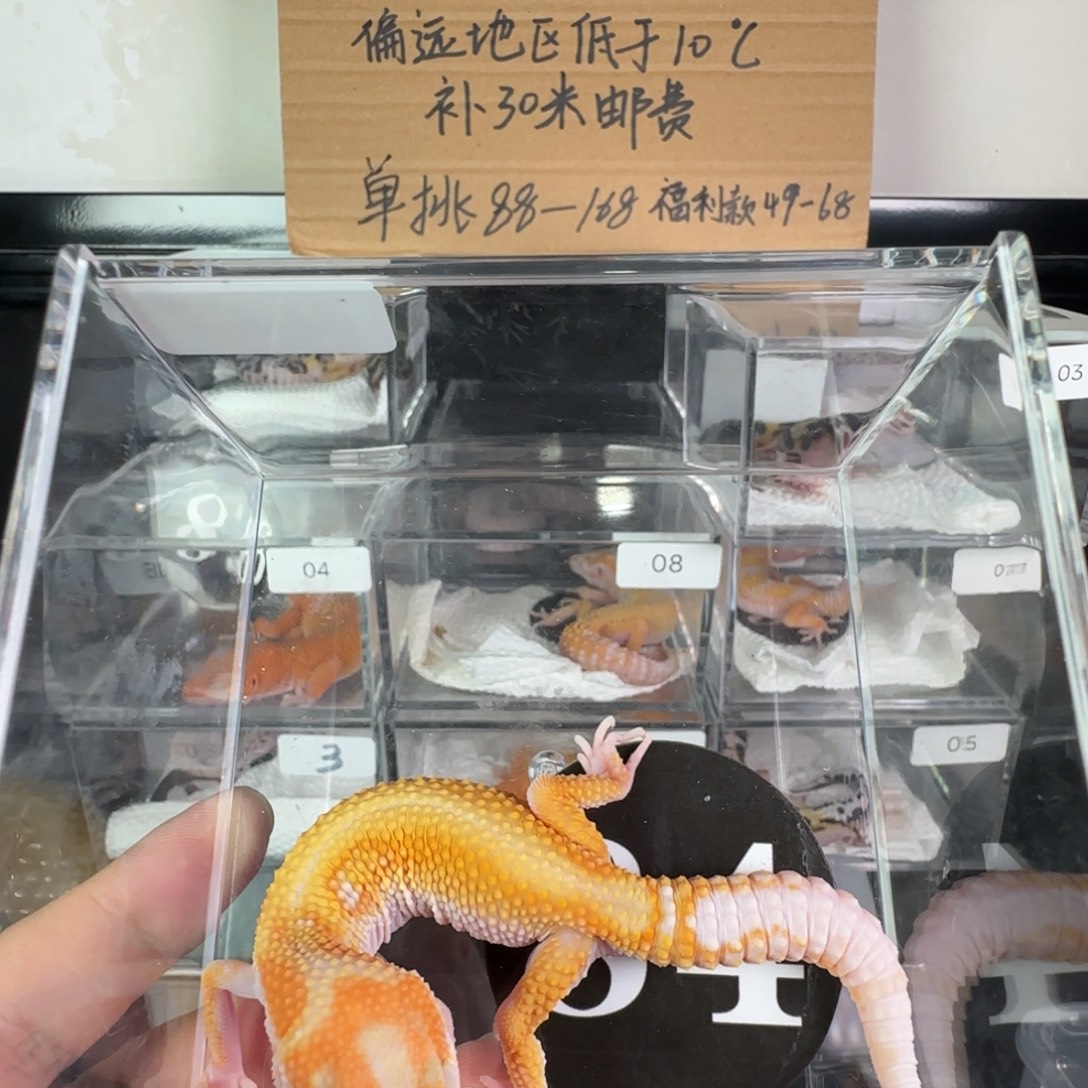 豹纹守宫蜡笔暴龙