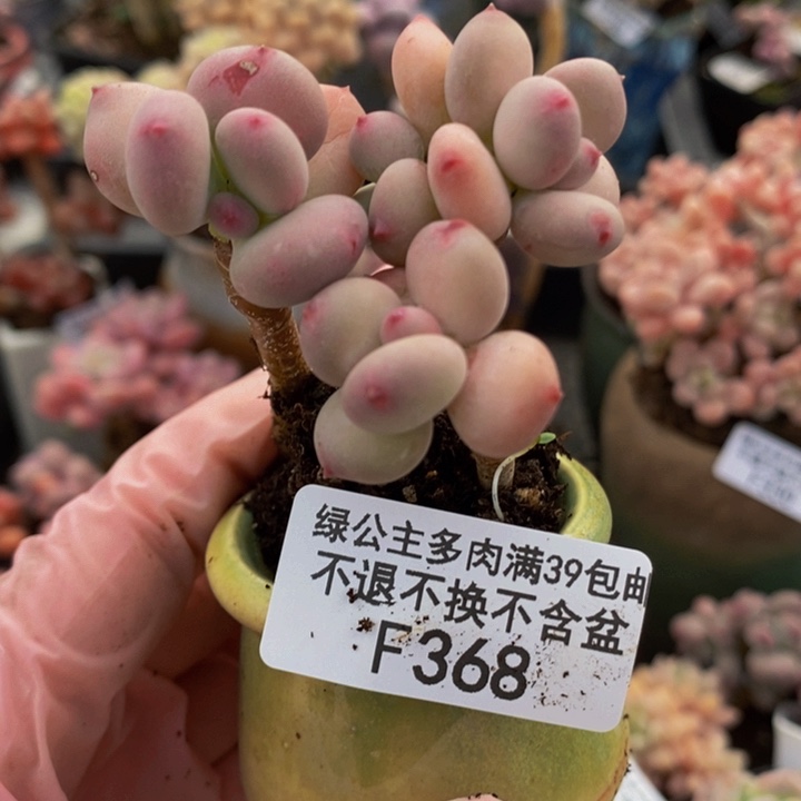 四代苹果奶5cm368多肉植物