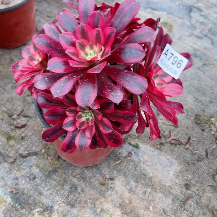 ，796美杜莎瑕疵多肉