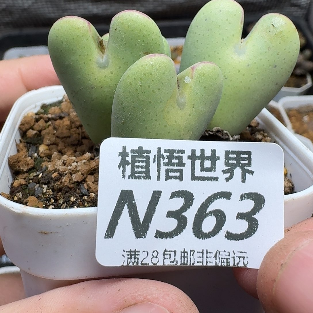 多肉植物的润泽和fhn