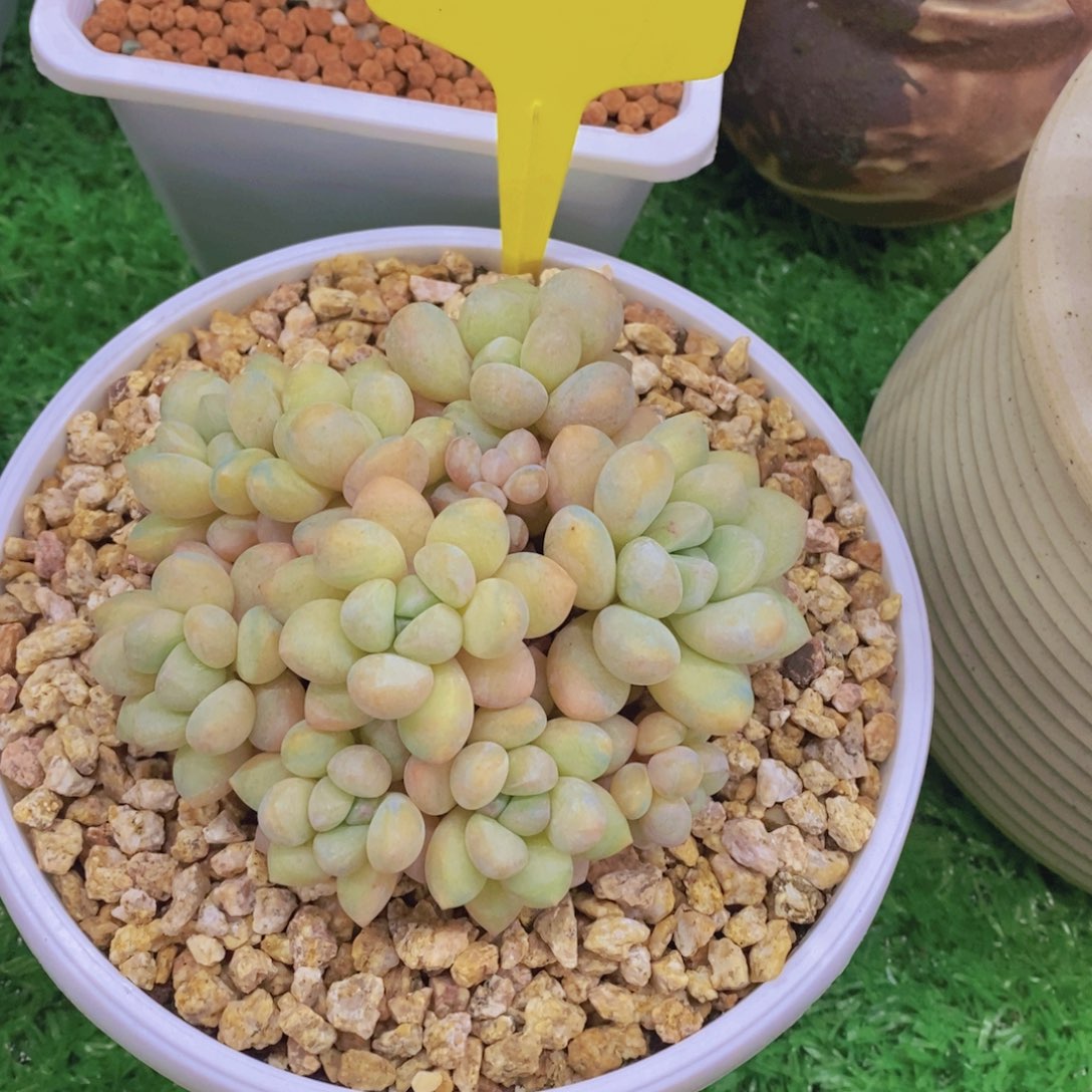 你*懂开心多肉植物多肉