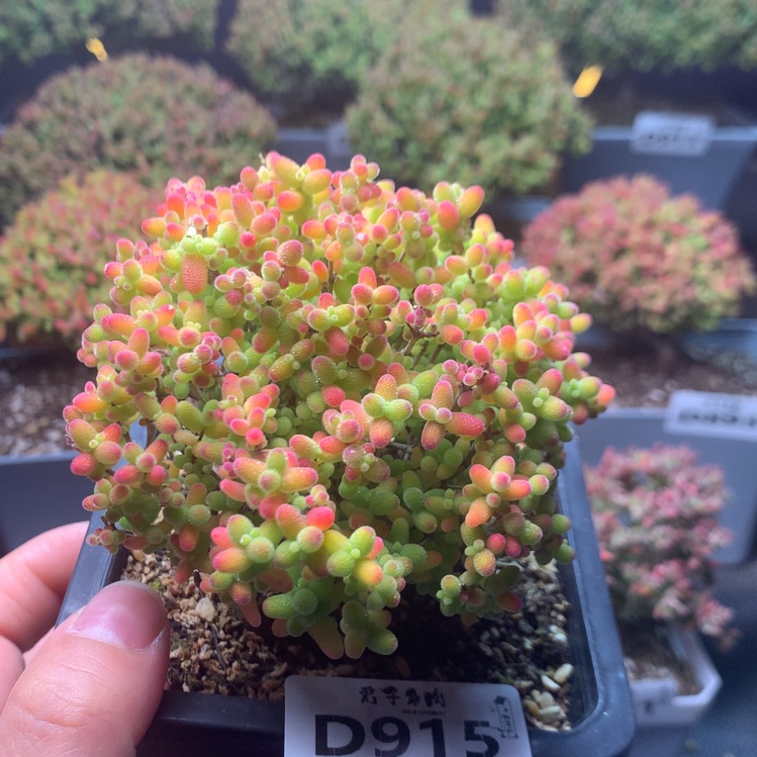 915蜜橘糖球                  