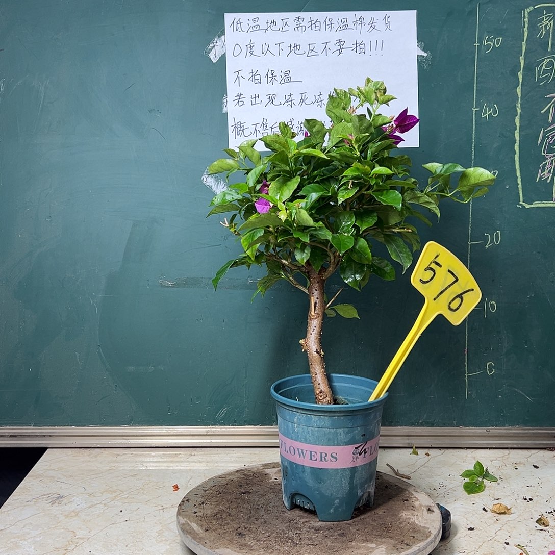 全部花苞  沙斑安格斯  576