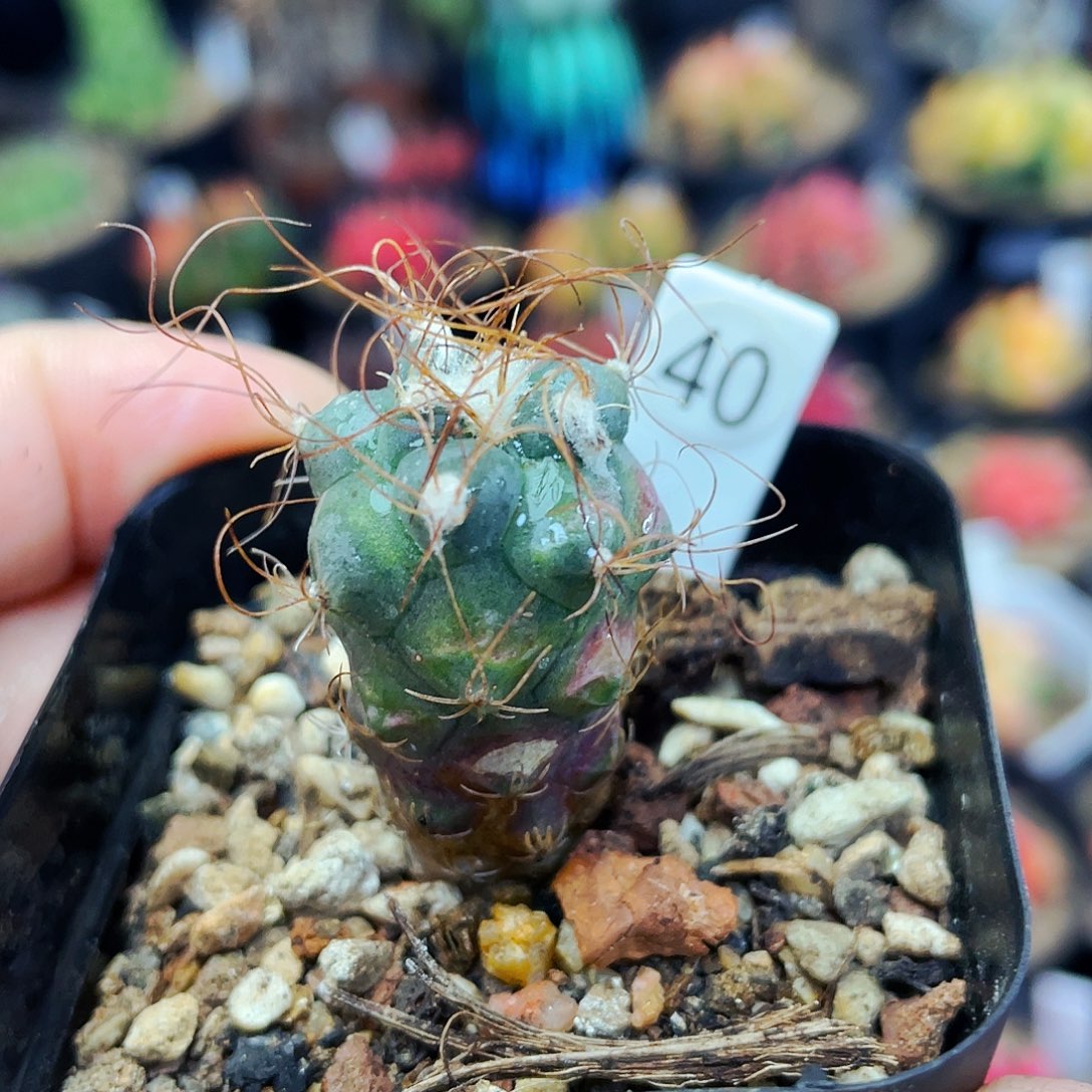 非偏远地区满25包邮仙人球