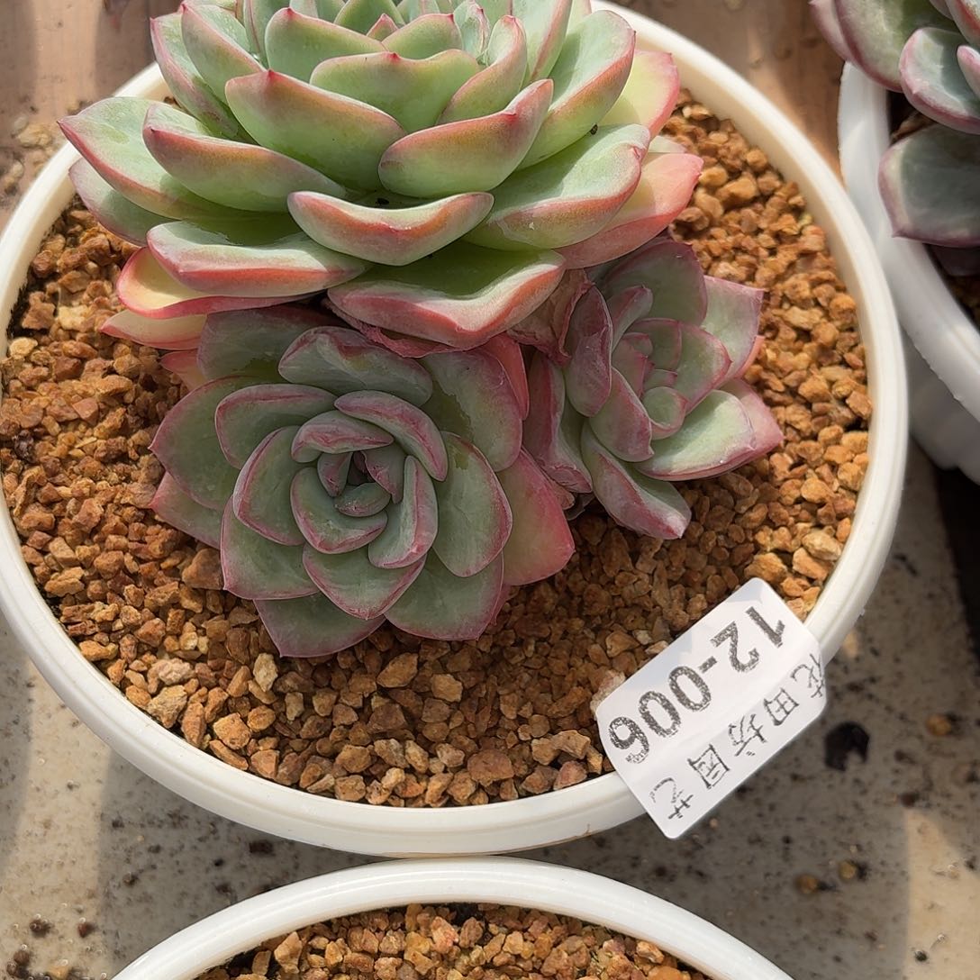 三***糕12.006泡芙多肉一个