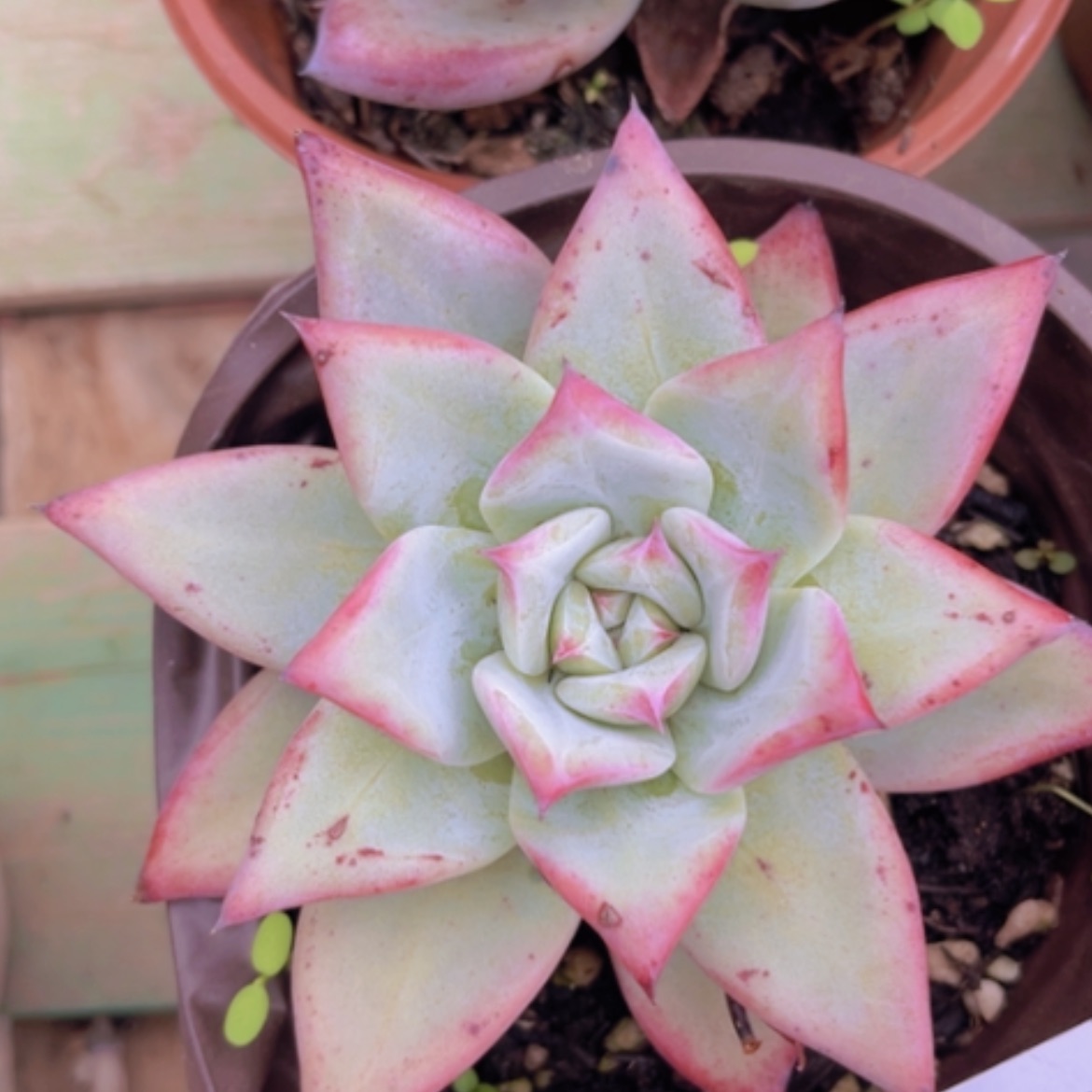 【闪购商品】祖母绿28123